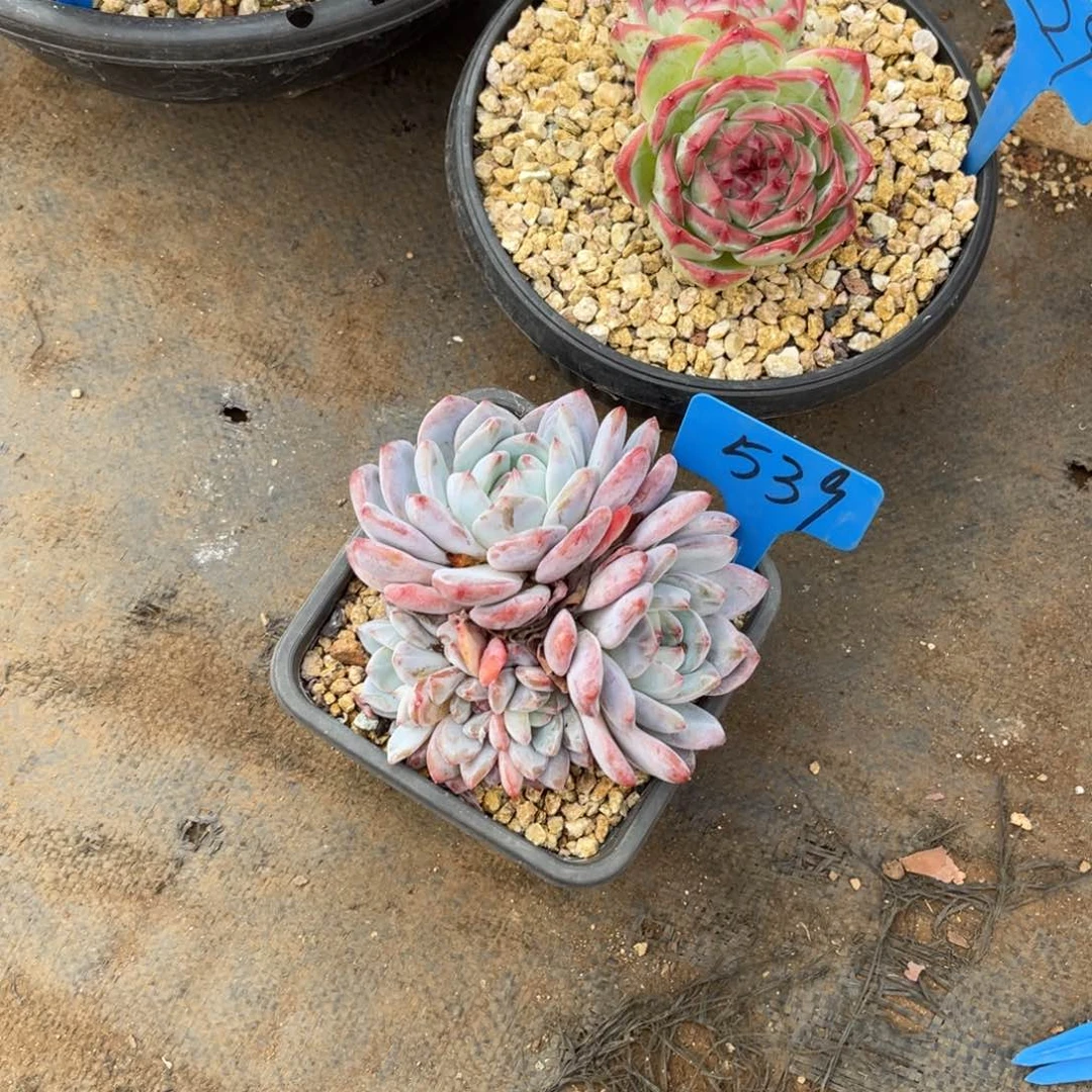 不*°539橙子多肉植物