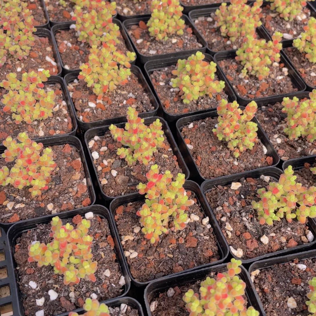 量拍58号 糖果色蜜橘枝干小树造型老桩群一个