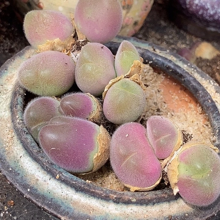 15561三头毛翠滴样本一颗