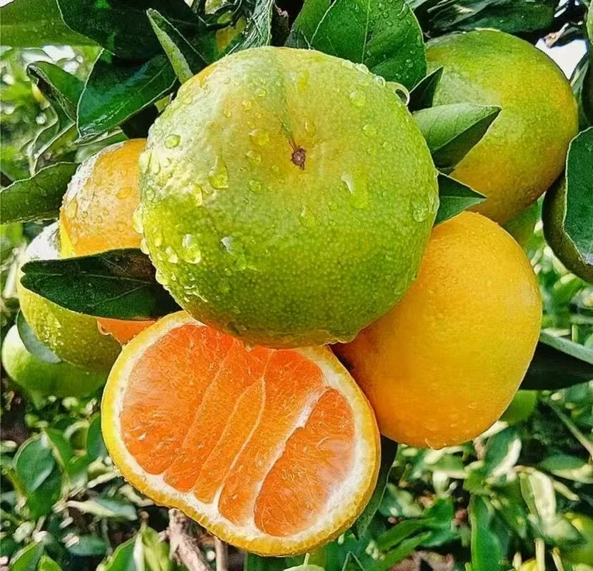 宜昌蜜桔新鲜青皮无籽多汁酸甜应季水果