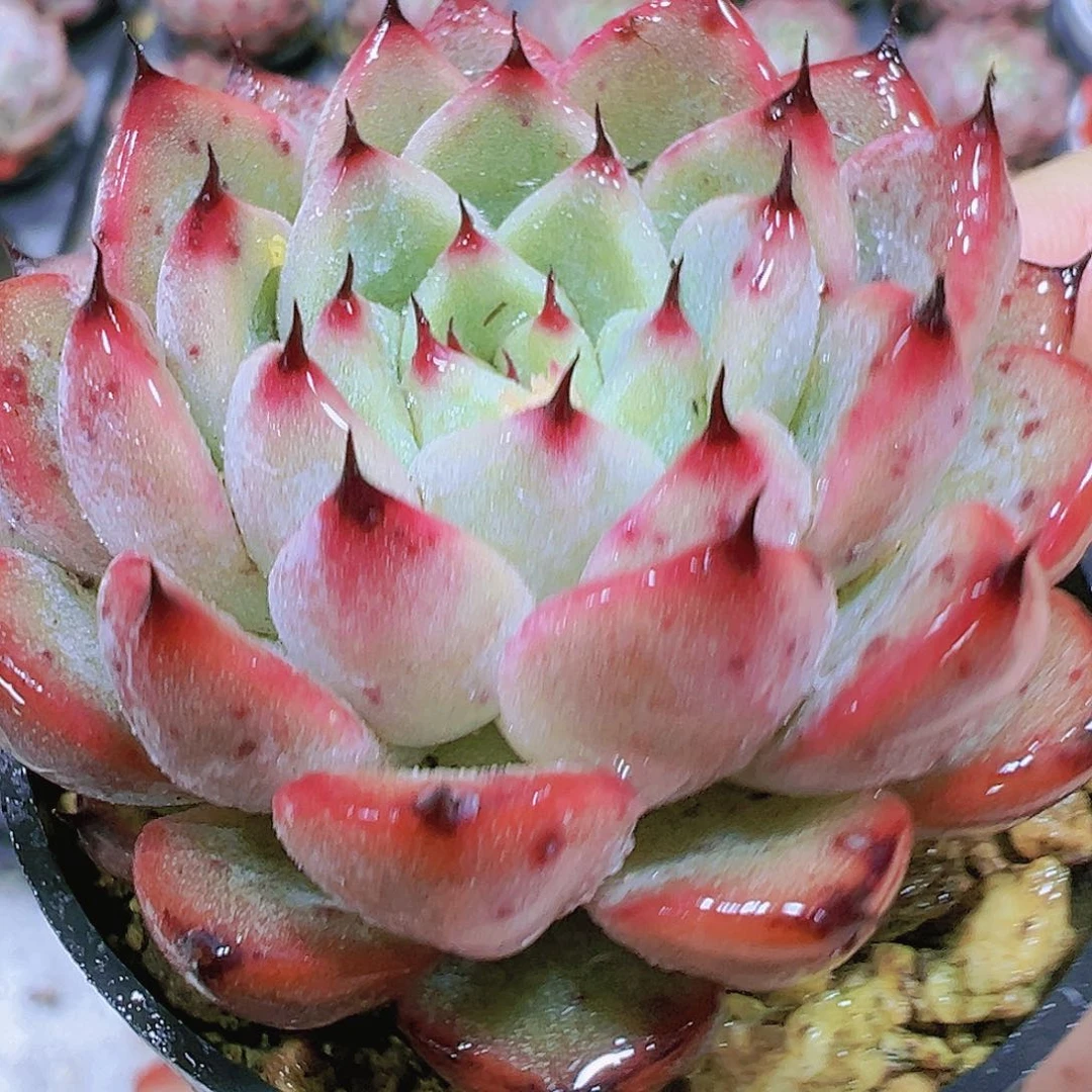 星光珍妮19包邮多肉