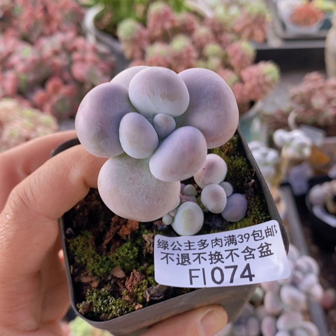 芭比奶洛4cm1074多肉植物