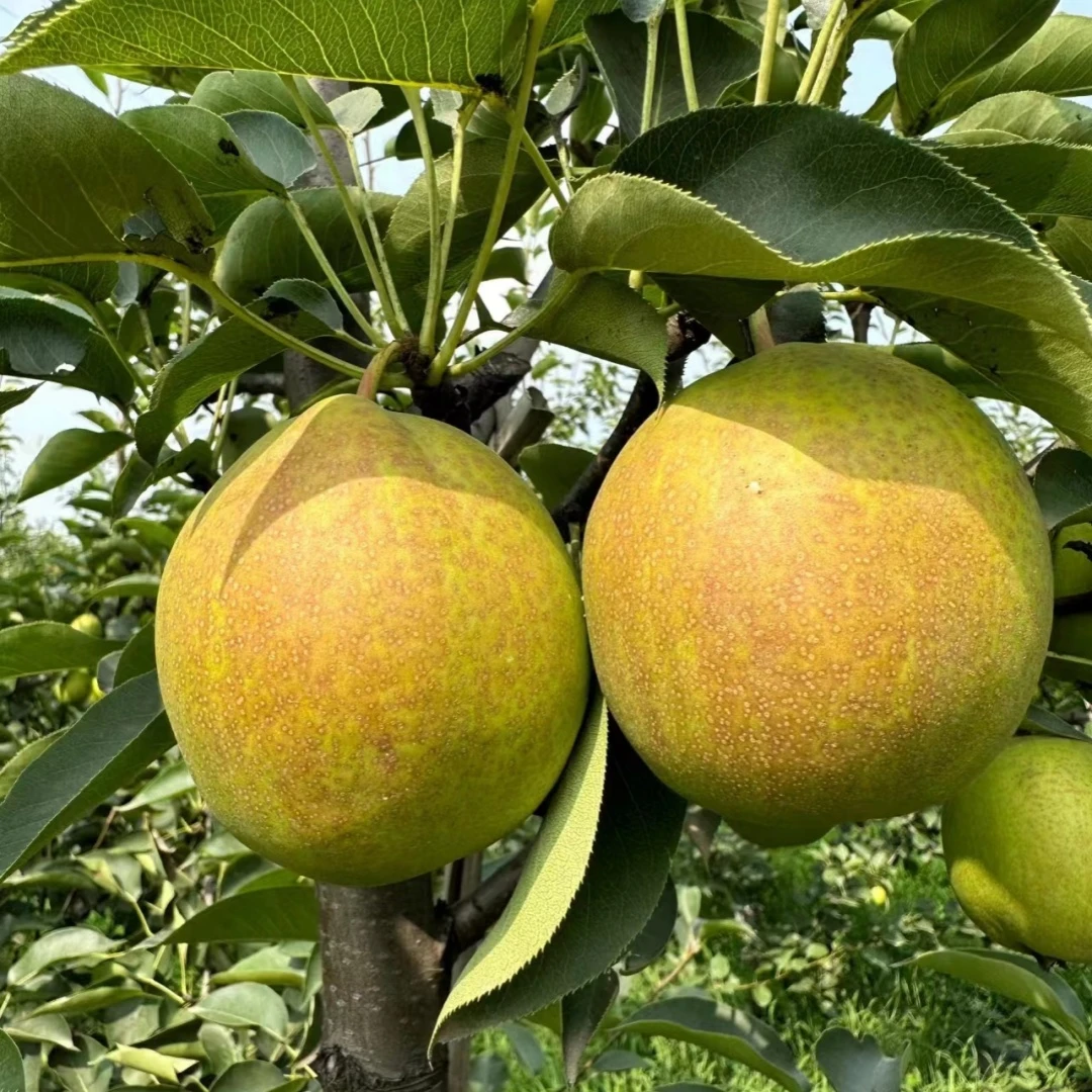 梨树果苗嫁接苗沙梨秋月梨翠冠梨树果苗活苗南北方种植盆栽地栽苗