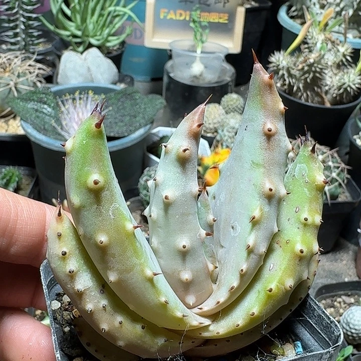 190王刺锦芦荟脱土发货