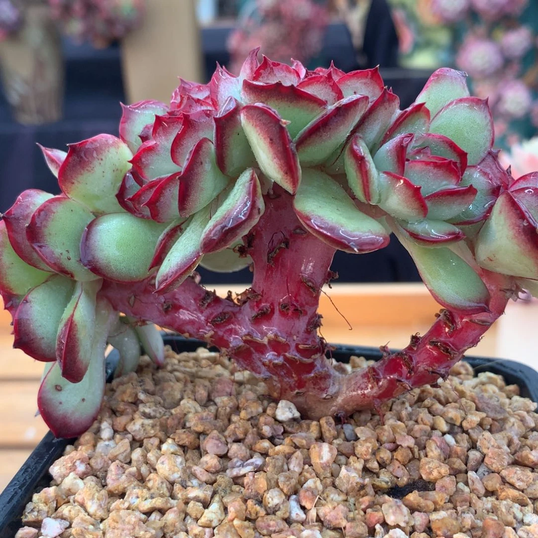 肉酱缀啊啊啊啊啊啊