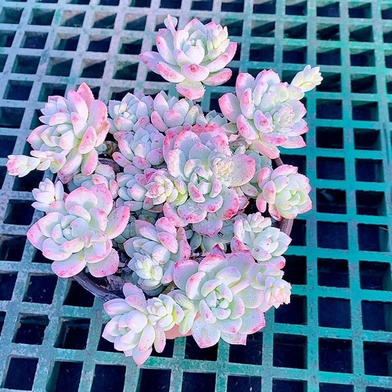 多肉植物桃酥群120