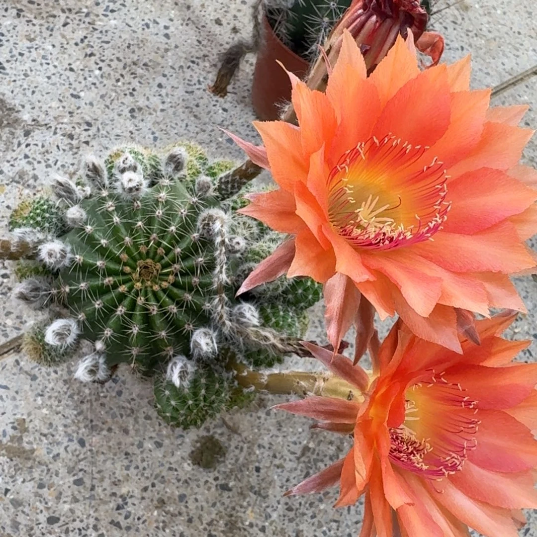 334 实生彩草脱土发货斑掰花20包邮