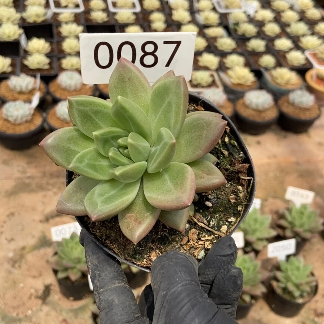 习***…0087。  迷雾。