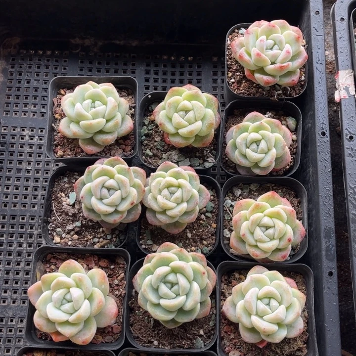 冰玉多肉七方盆一组冠幅5厘米13个2号