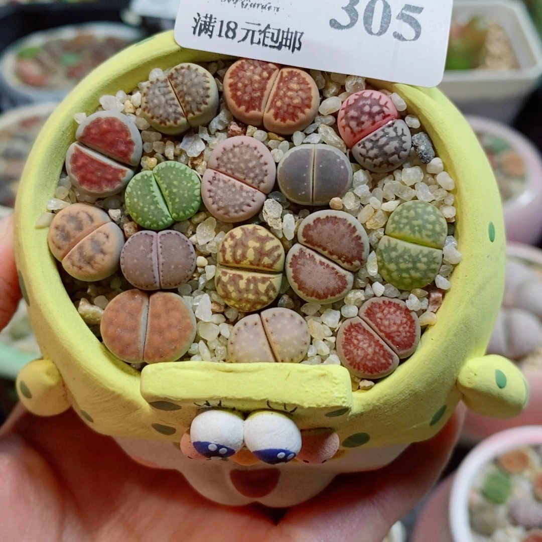 生石花花花花开了305