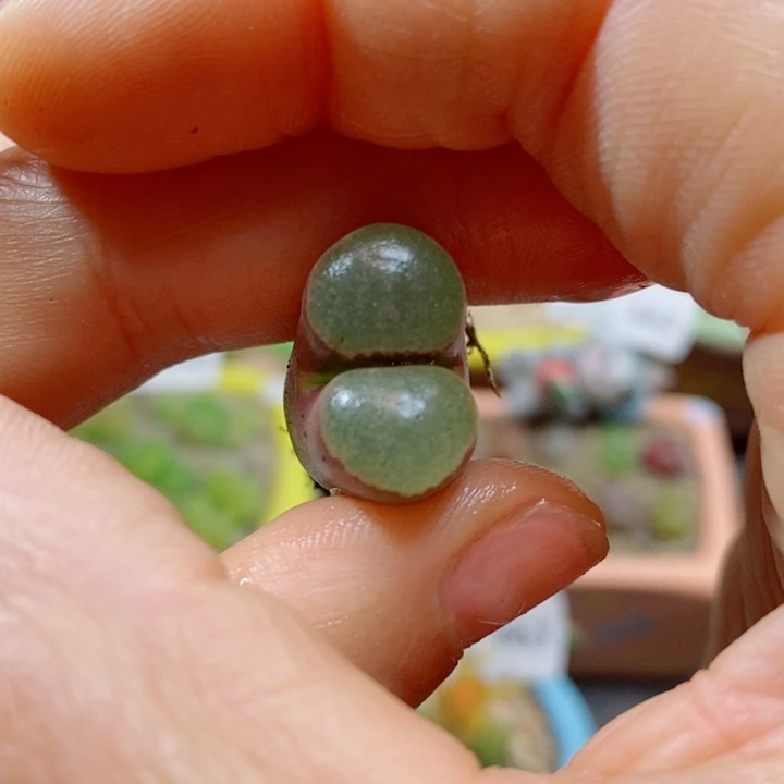 生石花花红红火火674