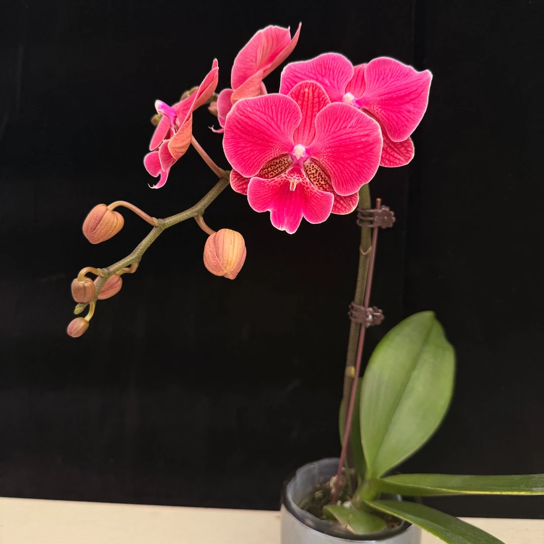蝴蝶兰【花木兰】开花株-盆栽花期长室内好养花卉绿植