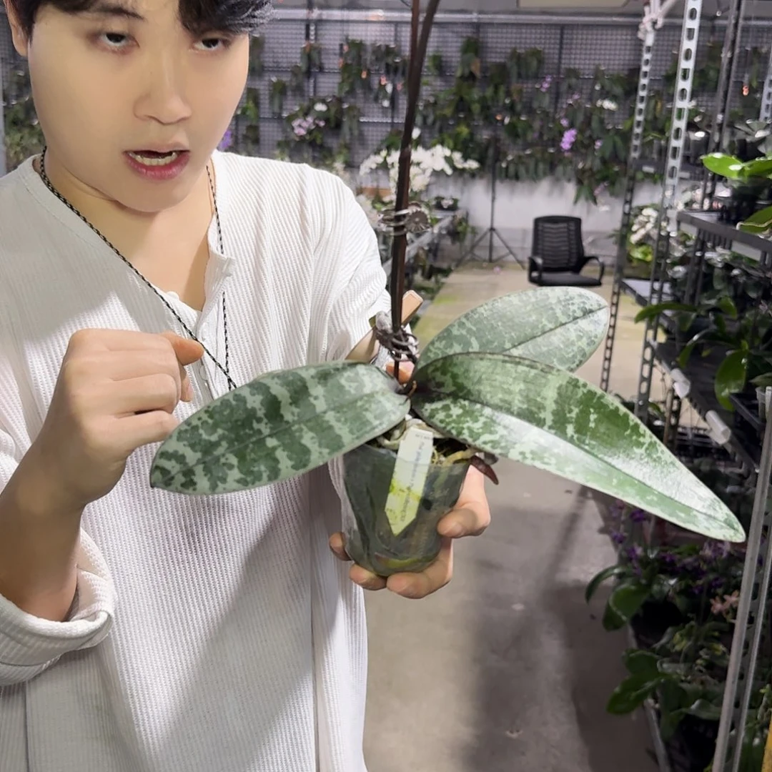 大***果完全开放M093西雷利交菲律宾“大果”专拍