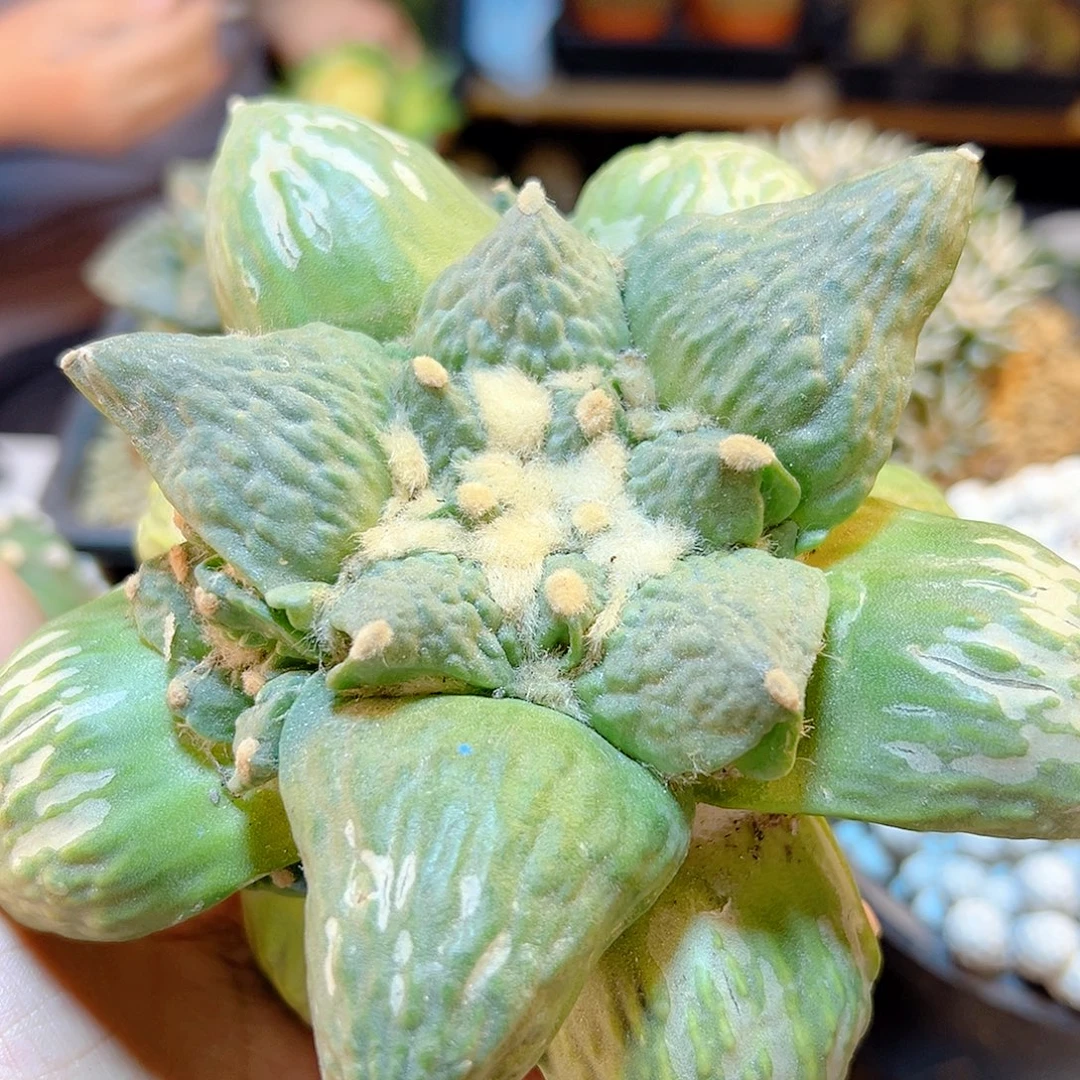 晚23号根芽怒涛13公分