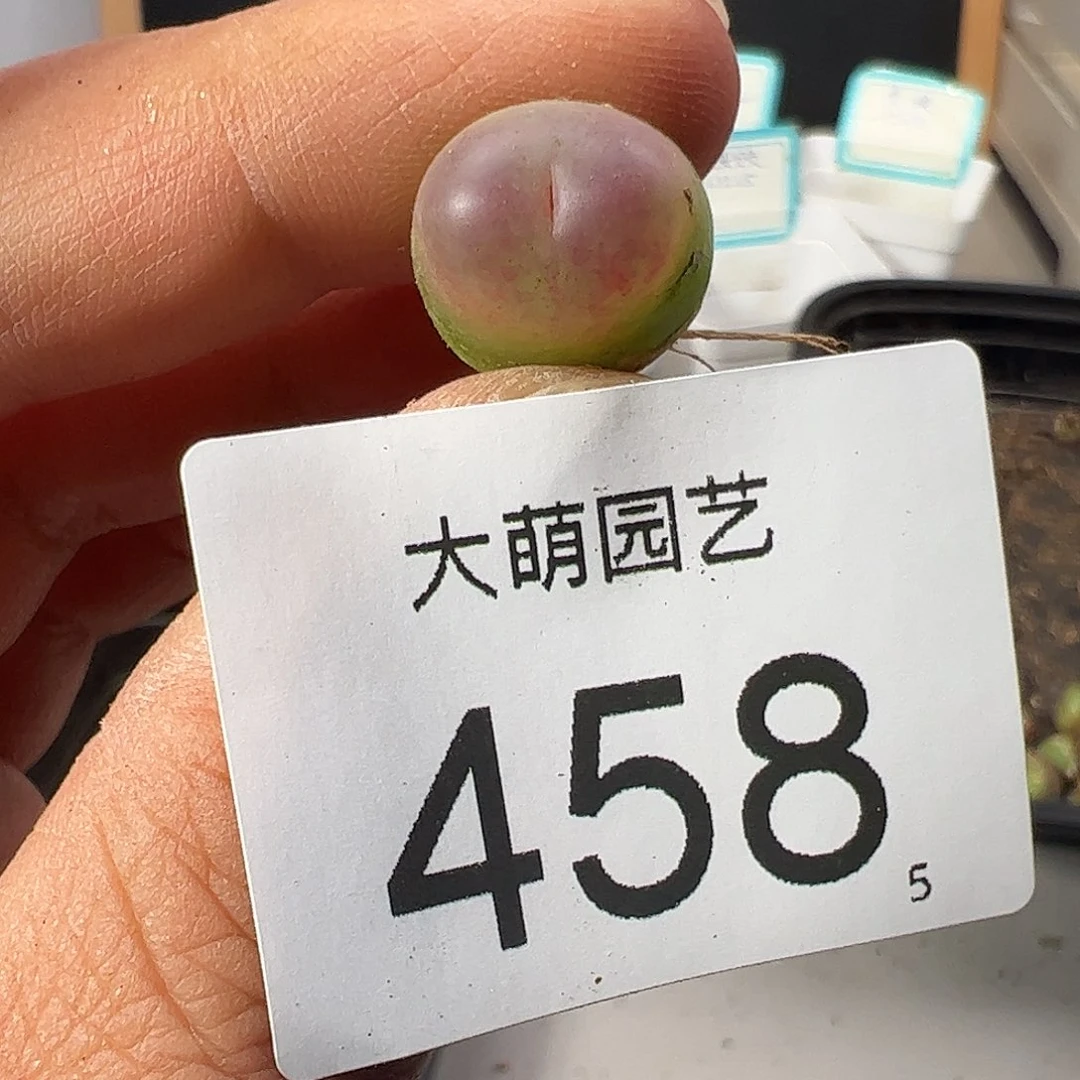 0000458 一物一拍……