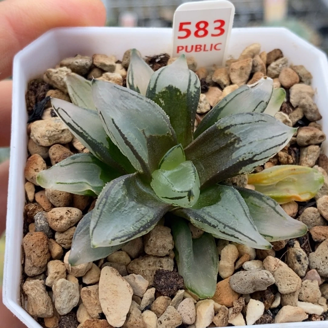 583号西瓜变异多肉植物
