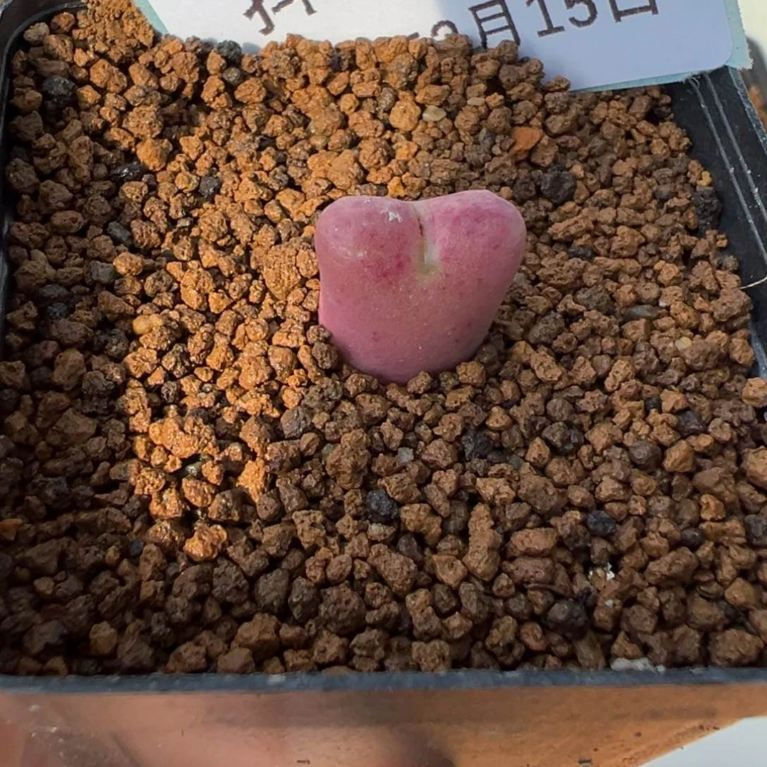 15-62肉锥多肉植物，