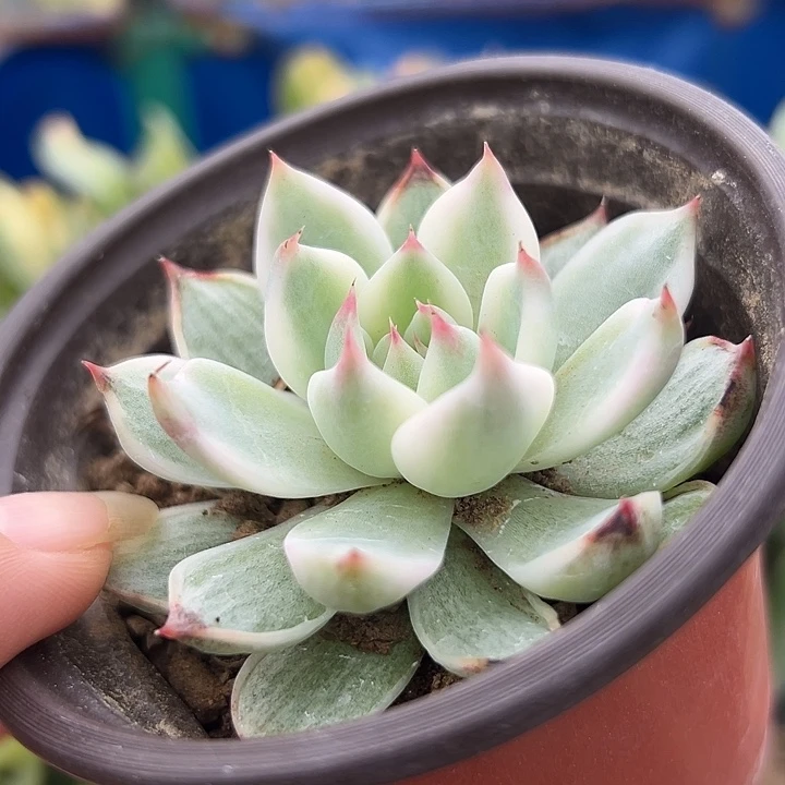 多肉植物吉娃娃锦
