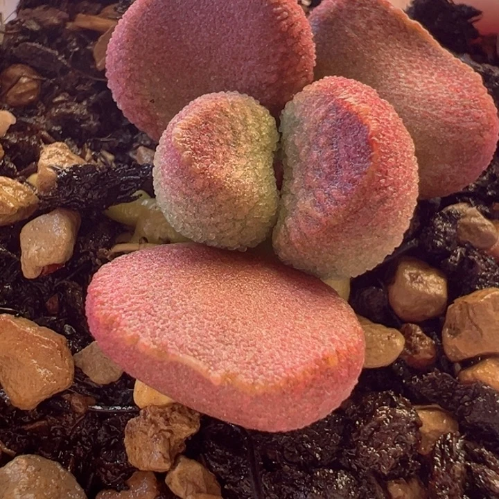 喜****人可以说是我不知道怎么办呢