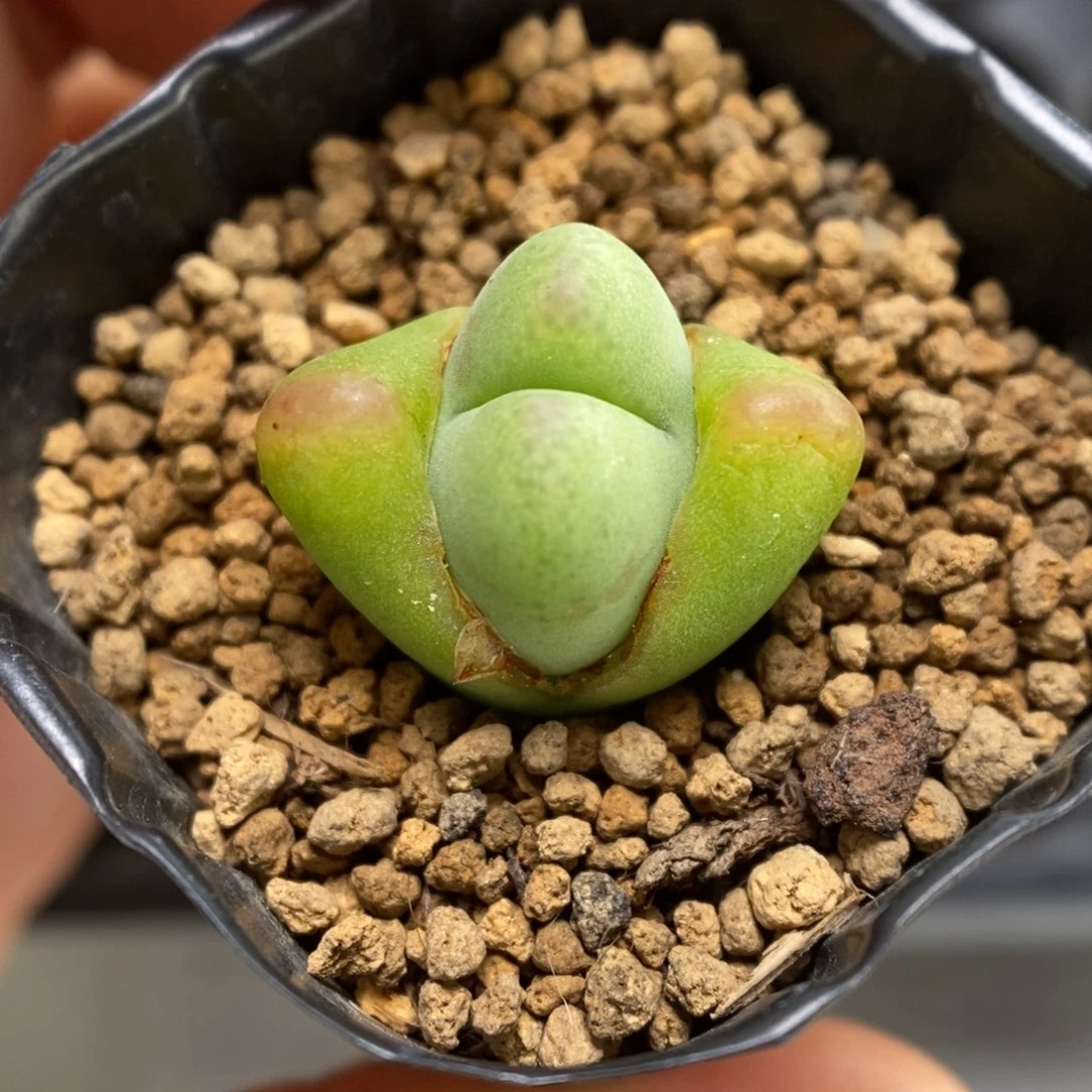 多肉植物肉锥杂交K-546