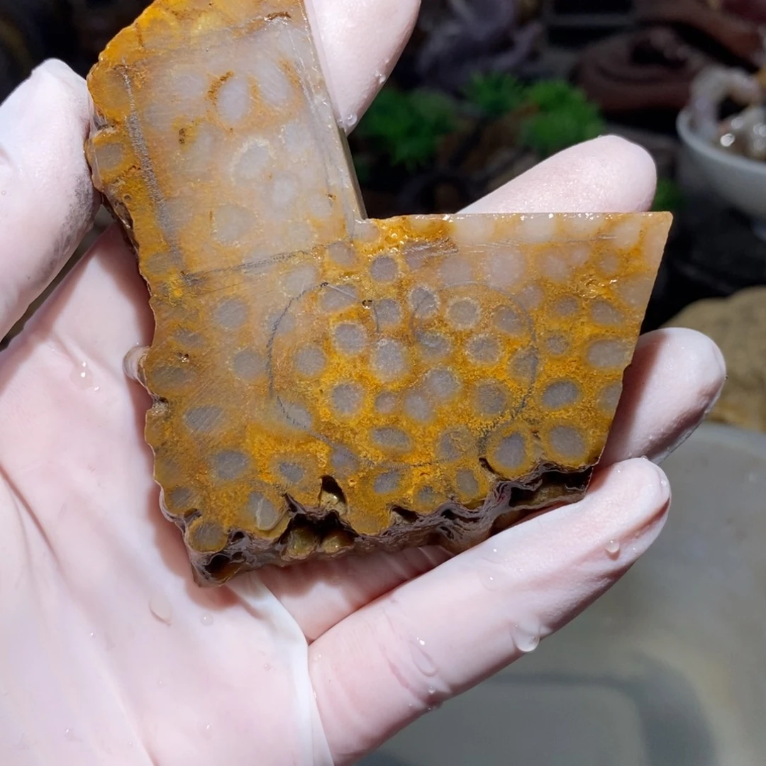 【闪购商品】硅化玉珊瑚玉未镶嵌