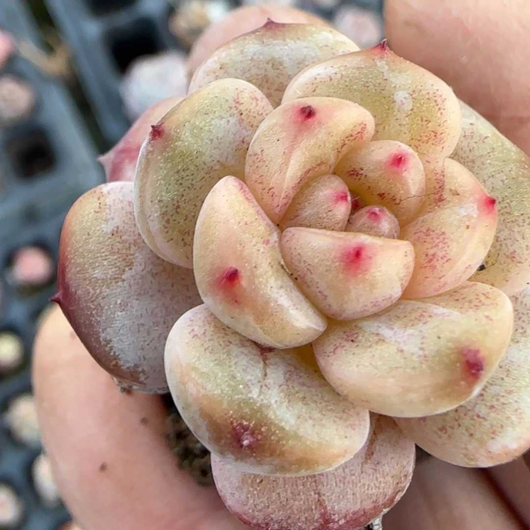 多肉小卡拉米糖心一物一拍