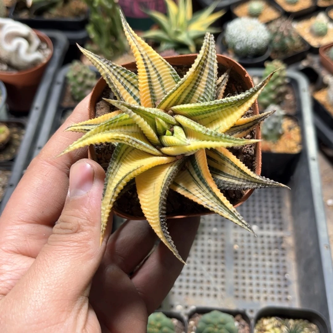 24509一物一拍单头发货