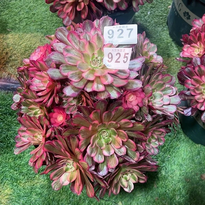 鑫***贝925补927白月光多肉植物