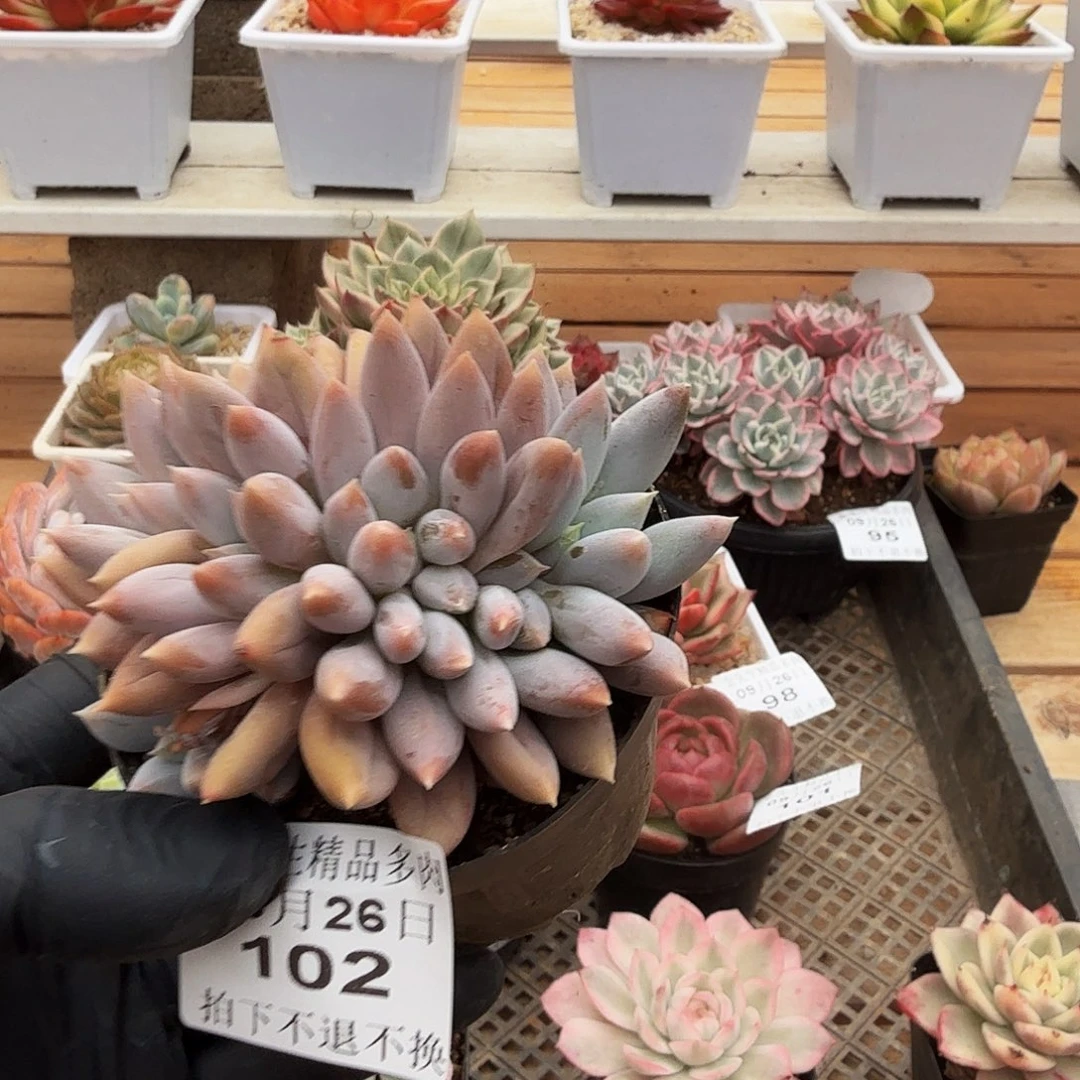 0926-102哥特萝莉缀