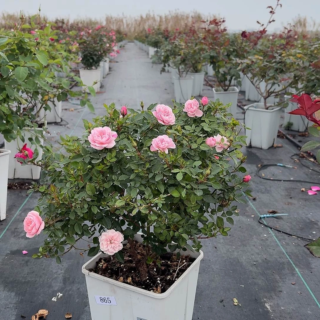 当前无花朵，栽培后可花朵865