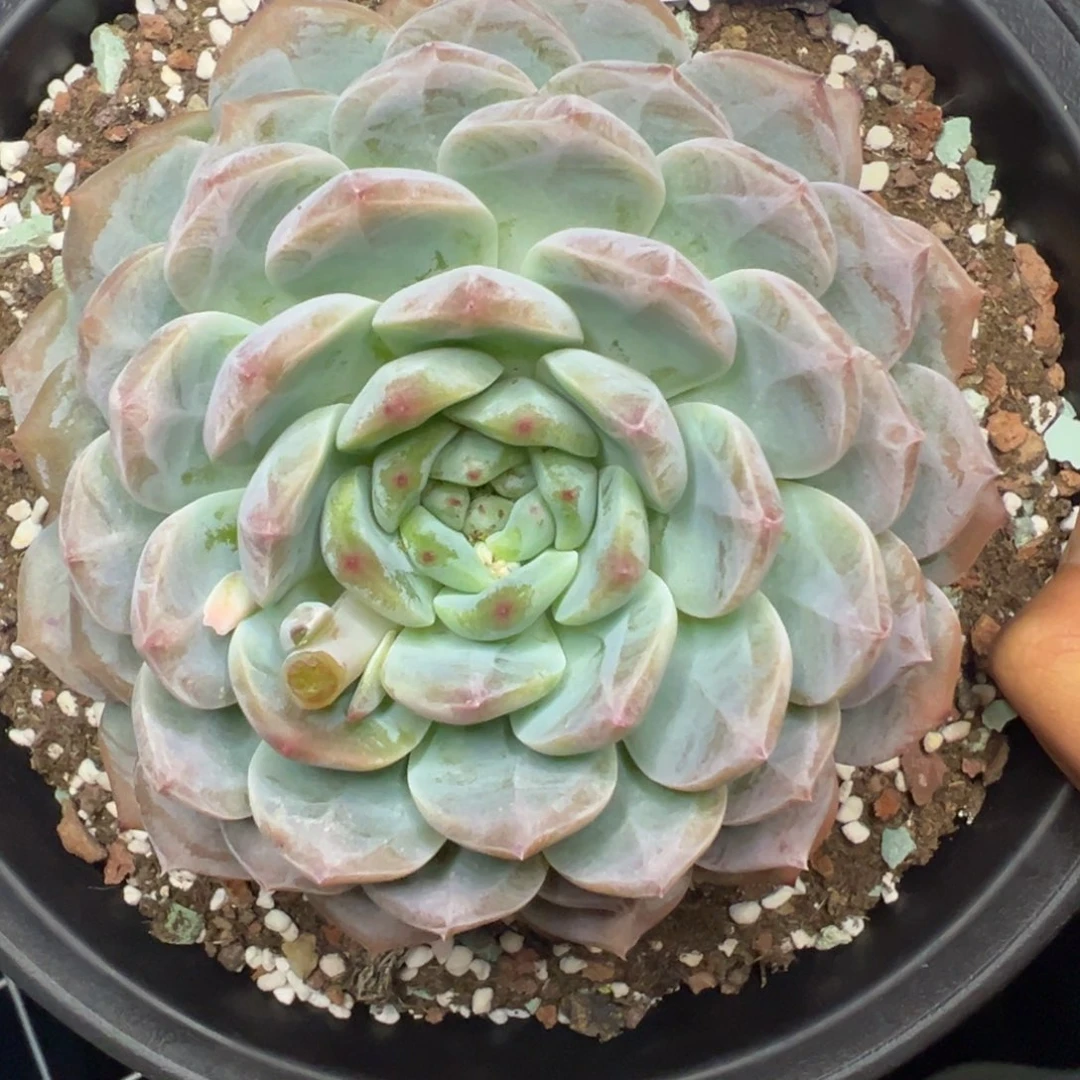 巧****姐8692肉多饿我哦人物