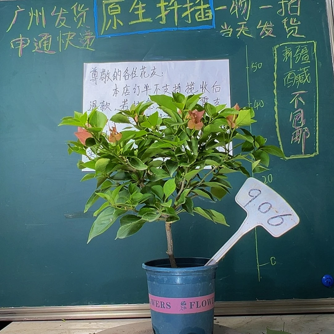 当前无花栽培后可以开花佩德罗28