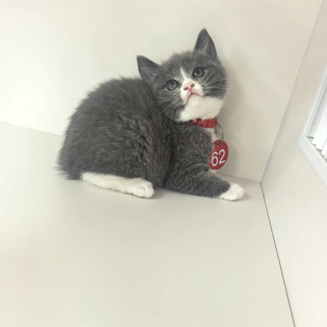 直播链接蓝白英短一物一拍