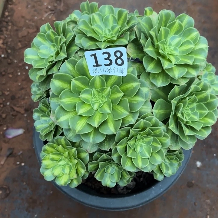 138翡翠琉璃掌心多肉法师锦