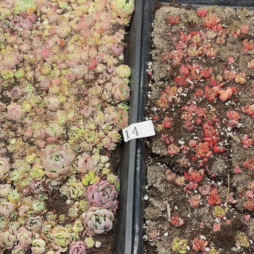 多肉植物多肉植物14