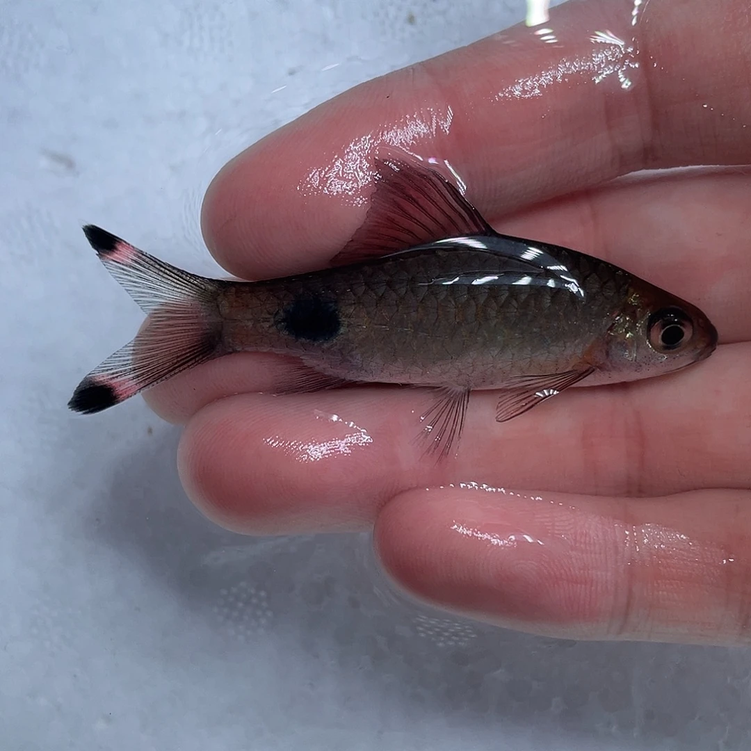 海水鱼红鳍蓝黑影道人6-8cm