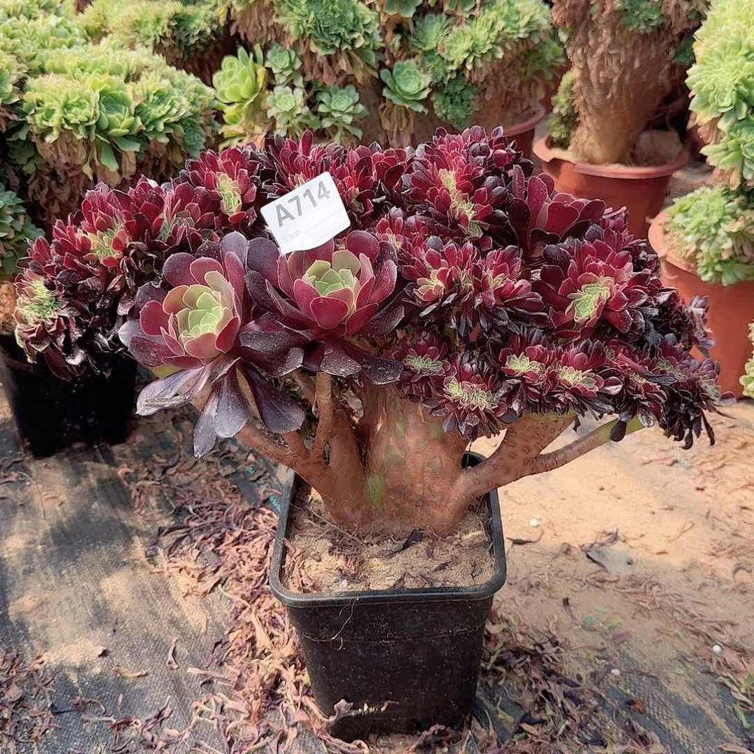 714欧紫一颗呀呀