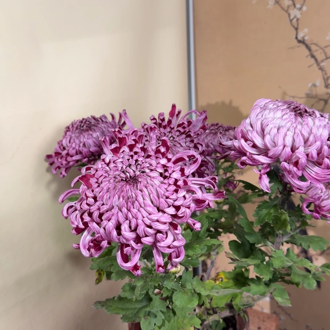 完全开放E55555555