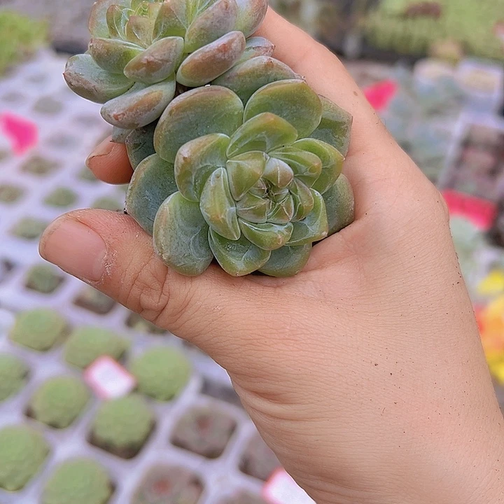 双头刚毅19包邮多肉