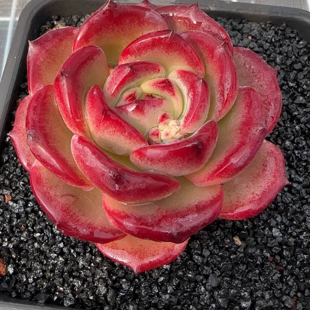 从前慢花园精选多肉大雪花