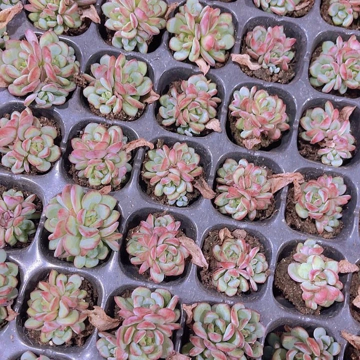 精品亚当珍妮多肉植物