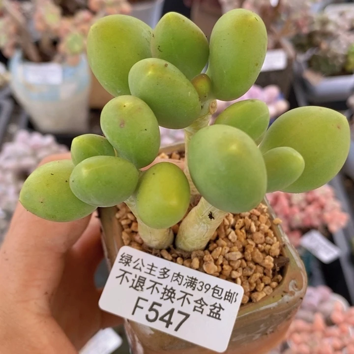 芒果奶散拼547多肉植物