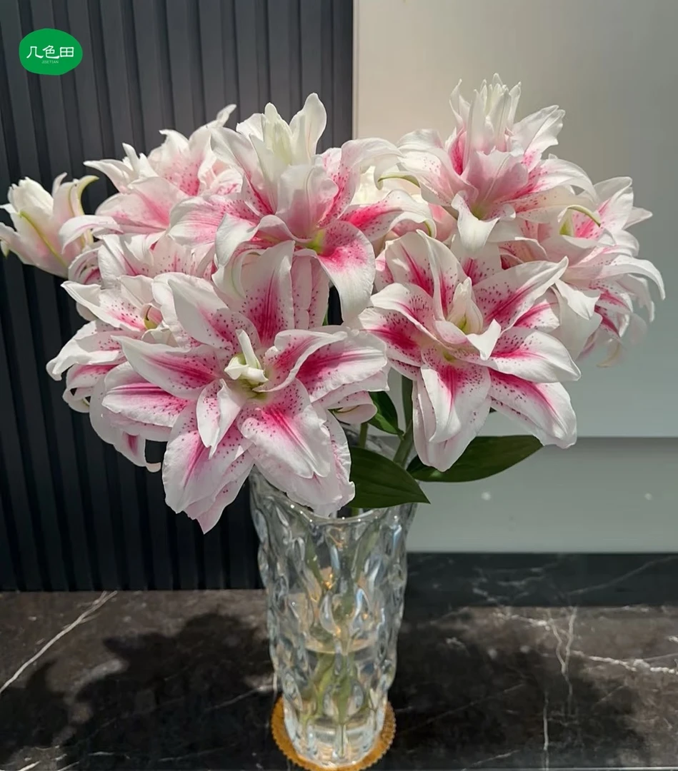 3头小魔仙----重瓣百合云南直发鲜花云南花插花鲜花