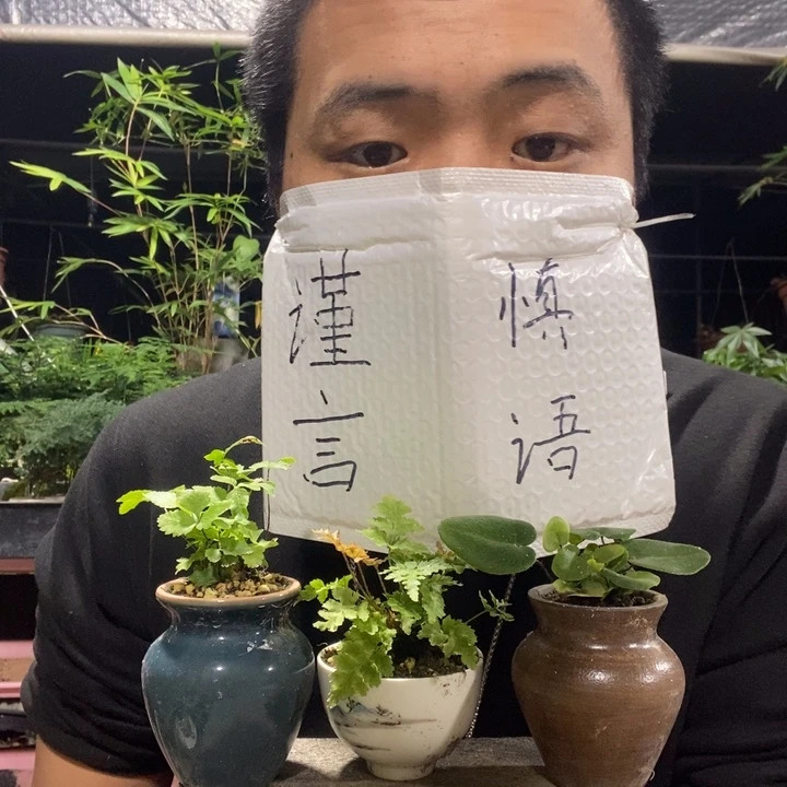 以实际为准盆景绿植盆栽112