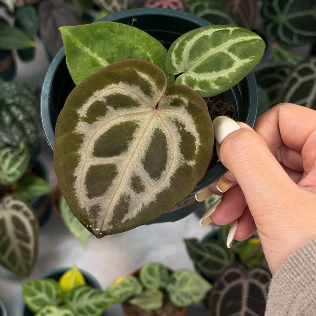 不开花植物粉柠檬杂nse（87