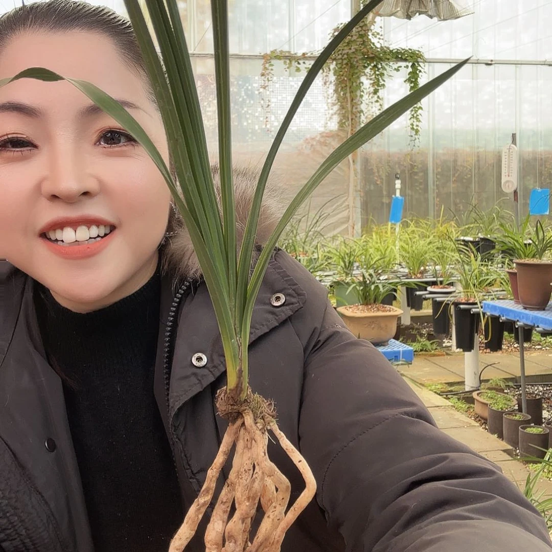 全部花苞初****๑程梅引种无售后