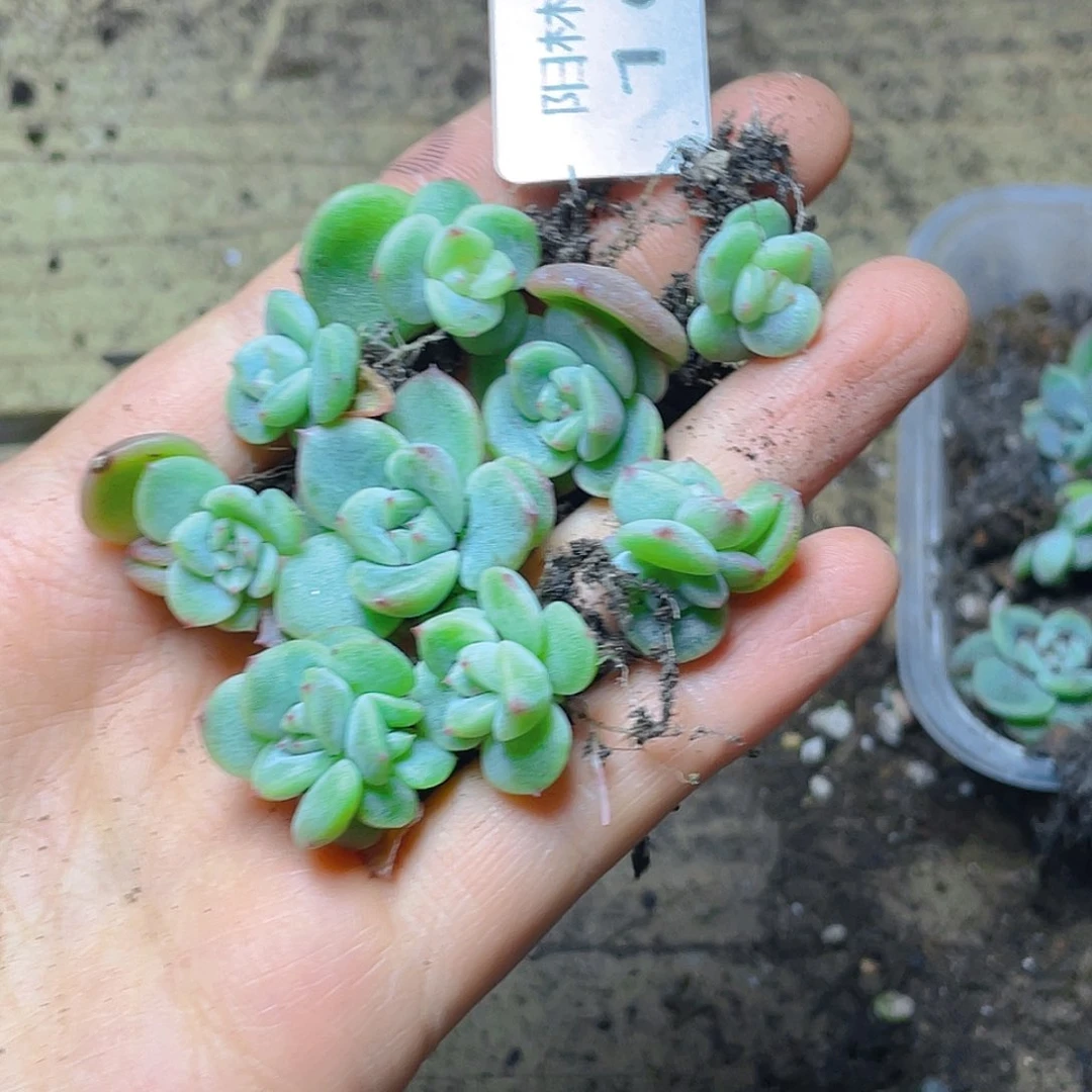 多肉植物多肉植物169