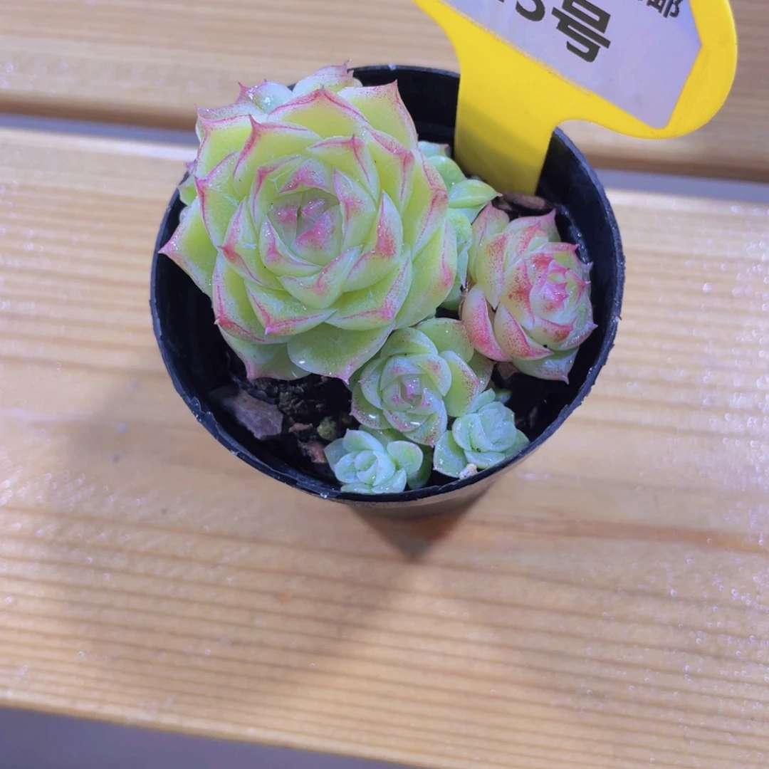 643号 睫毛潘多拉女王多头