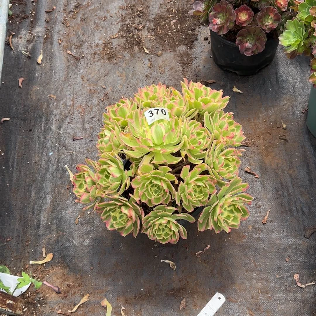 辉***g精品多肉植物0370