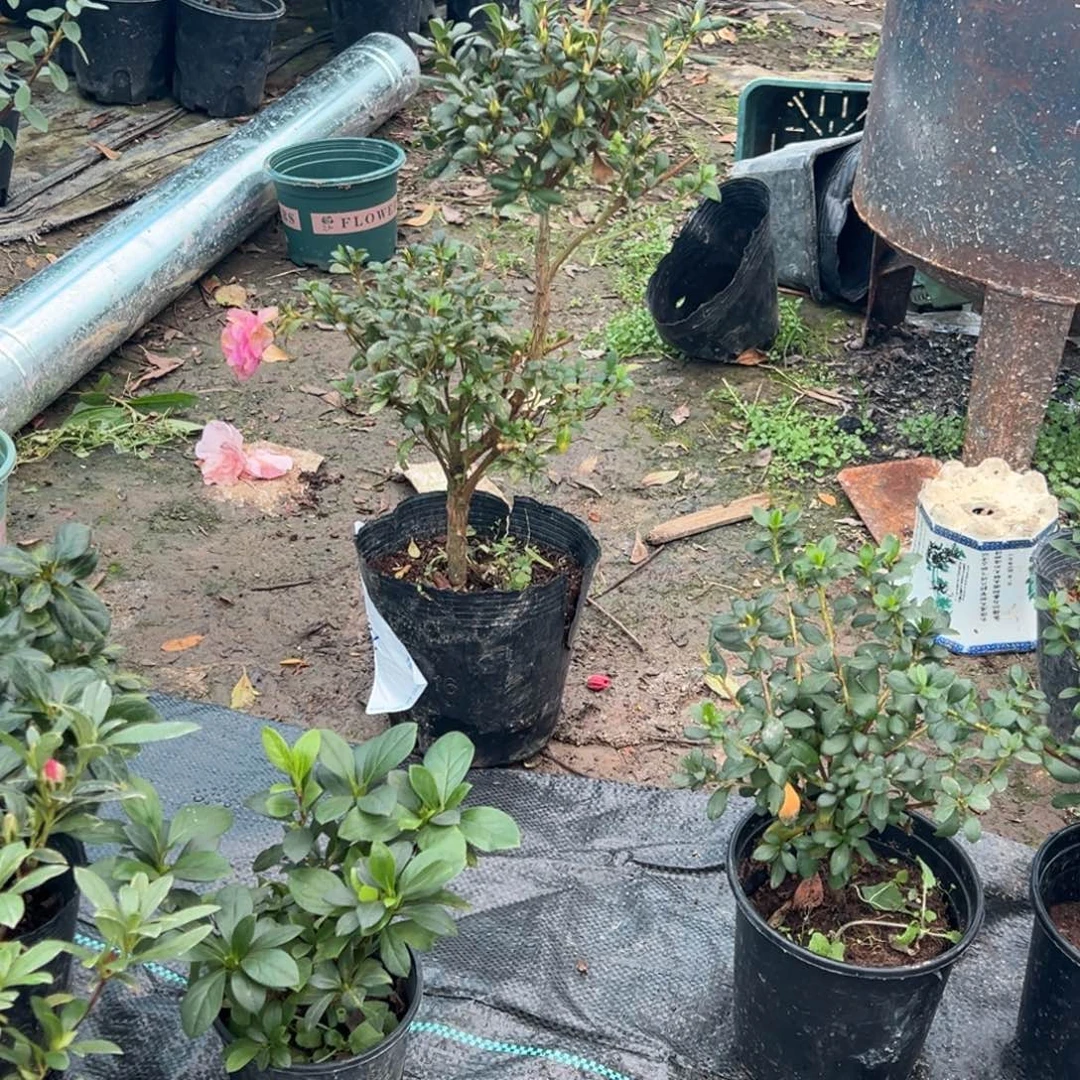 鱼***鱼完全开放娟一娟舞杜鹃